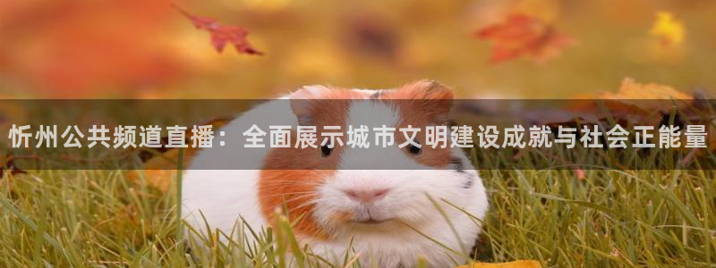 nba免费乐球直播
